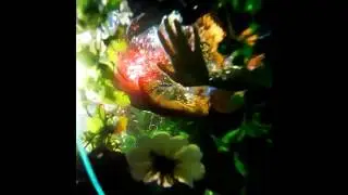 Mnogoznaal - Вальс Бультерьера
