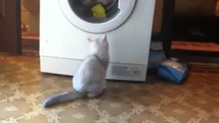 Валли и стиралка