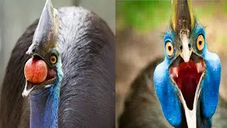 Cassowary | The Deadliest Bird In The World