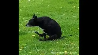 Приколы с животными 2023.Пес танцует на попе.Fun with animals 2023. The dog dances on the pope.