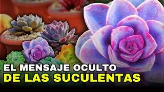 Mensaje profundo escondido en cada una | explicado, el mundo de las suculentas 😲🤯🌿