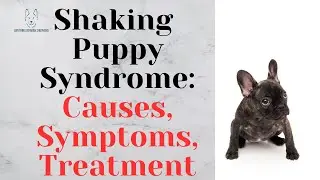 Shaking Puppy Syndrome – Causes, Symptoms, and Treatment