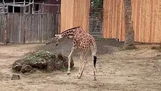 African Giraffe & Camel