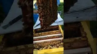 Приманка для роеловной ловушки