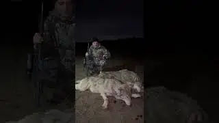 Охота на волка 2024. Два матерых волка. 