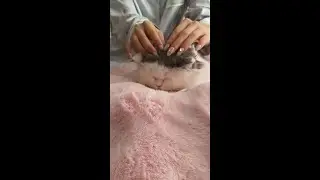 ASMR Cat Spa （No Talking） Intense Ear Cleaning, Face Massage & Paw Wash Triggers 4K(E1)