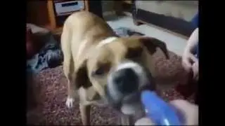 Смешное видео Приколы с собаками