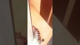 Слово пацана Кровь на асфальте! В главных ролях кот Тедди !