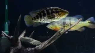 Cichla ocellaris в ожидание ужина