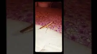 Богомол улетел, но обещал вернуться!..  сегодня 28 авг