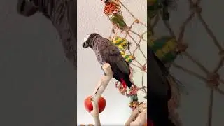 This Parrot Has Seen Things...