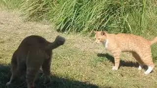 Bobon santoso vs Raja kantin