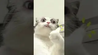 ЖРАТЬ ГОНИ
