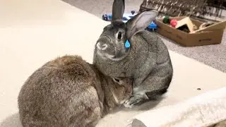 OMG! Funny Rabbit Almost Falls Off Couch!🐰😨