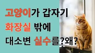 고양이가 갑자기 화장실 밖에서 소변을 볼 때? #고양이 #고양이화장실 #고양이모래