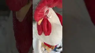 ¿Es necesario tener un gallo para que las gallinas pongan huevos?🥚🤔#avicultura#gallinas#eggs
