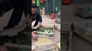 Parrot Talking - Smart And Funny Parrots Video | EP725