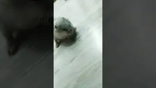 эй шалушай🍄🐈