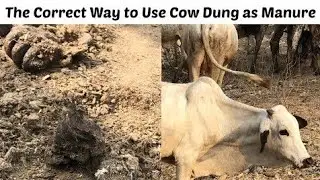 How to Use Cow Dung as Manure