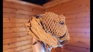Гнездо шершней на даче
