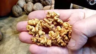 Грецкий орех опт. Купить Продать грецкий орех.  Walnuts Broker