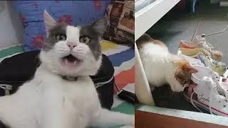 Gatos, Cats, Chats, Gatti