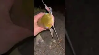 Сом Американец! Канадец! Паразит кубанский! #shorts #рыбалка #fishing #рыбалканасома