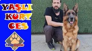 MANKEN GİBİ KÖPEK - YAŞLI KURT CES - ALMAN KURDU