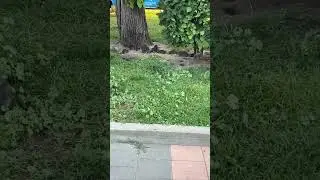 В Москве уже как в Париже😨🫣 крысы 🐀 как кошки не боятся ничего и не кого #2024
