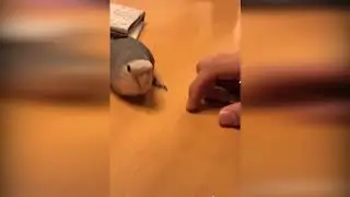 ТОП ПРИКОЛОВ ПРО КОТОВ   СМЕШНО ДО СЛЕЗ   СМЕШНЫЕ ЖИВОТНЫЕ   FUNNY VIDEO   CATS