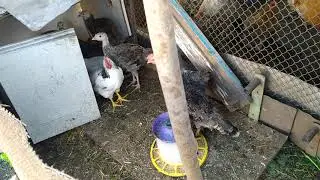 Квочка села на яйца. Чем я кормлю и пою свою подрощюю птицу.