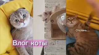 Влог с Милыми, Злыми и Ленивыми котиками !💗  #котики #angrycat #lazycat #cutecat