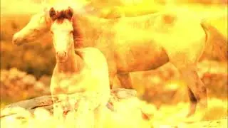 The Mourning (official video clip)