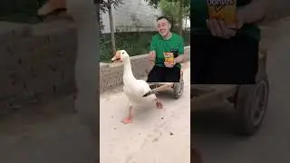 البطة البطة 🦢 | Duck duck 🦢