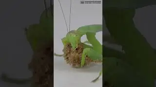 Vegetarian praying mantis eats bread. // Clever Cricket 
