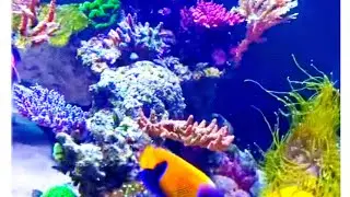 The Unseen Wonders of the Underground Aquarium#shorts #aquascaping 🐬🐬