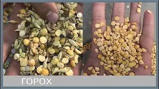 Сортировка гороха на фотосепараторе 