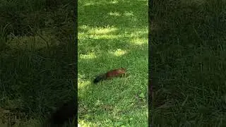 🐿️ Белочка Елагин остров Петербург парк Кирова