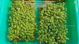 Microgreen Yang Sedang Digemari Banyak Orang Untuk Hidup Sehat - Microgreens - Cara Tanam Microgreen