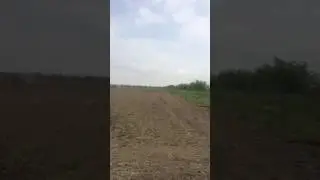майский посев фацелии