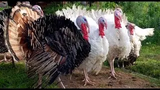 Привет индюки!!! Позор гусям!!!