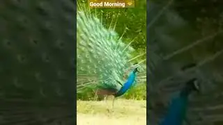 Good Morning 🌄 Status #shorts,#goodmorning