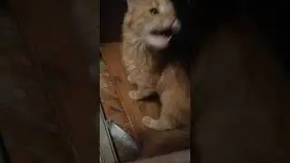 Рыжуня любит играть))