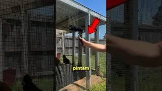 As pessoas pintam os galinheiros de PRETO! 