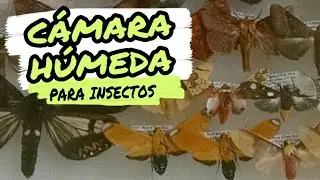 CÁMARA HÚMEDA PARA INSECTOS | Parte 1