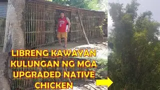 Libreng Kawayan sa Kulungan ng mga Upgraded Native Chicken