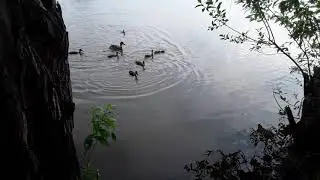 Ручные утки