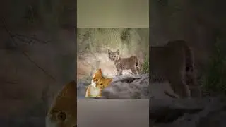 Милота зашкаливает! Парочка котяток! 🐈🐈