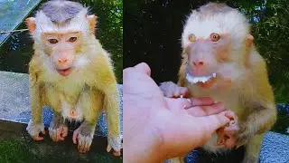 Oh, lovely monkey Bali is happy when he has rice to eat.