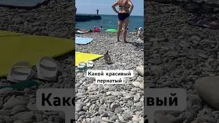 На страже пляжа